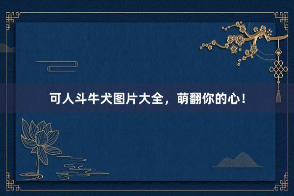 可人斗牛犬图片大全,萌翻你的心!